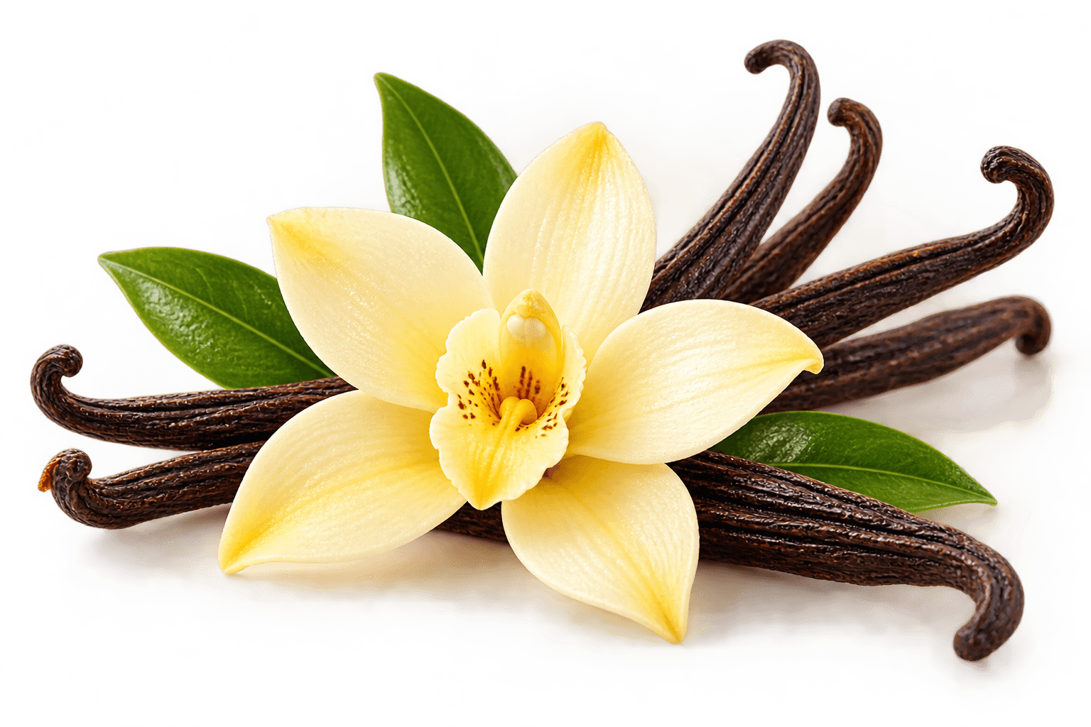 VANILLA
